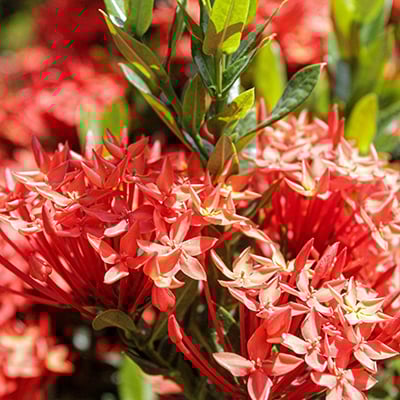 20230626_Vietnam_pink_orange_flowers_©_GGC_GDE copy